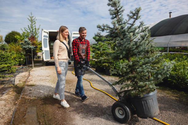 Reliable Maplewood, MN Tree Service Solutions